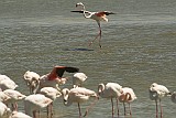 Flamingos, Flamingo Camargue, Frankreich